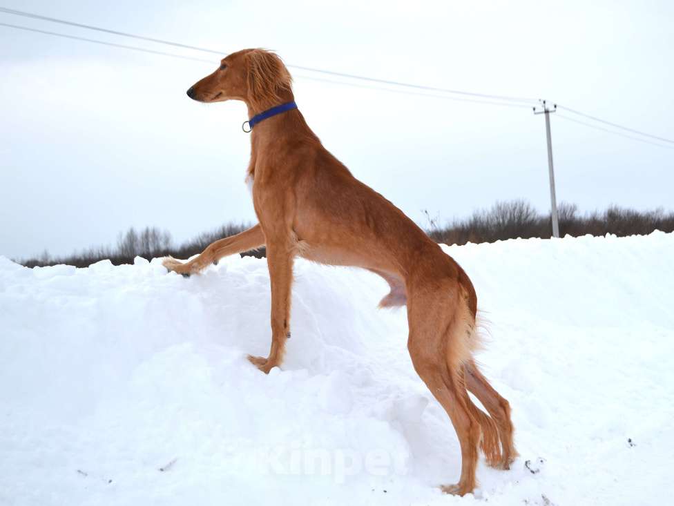 Собаки в Глазове: ADDIL ASSAD Мальчик, Бесплатно - фото 10