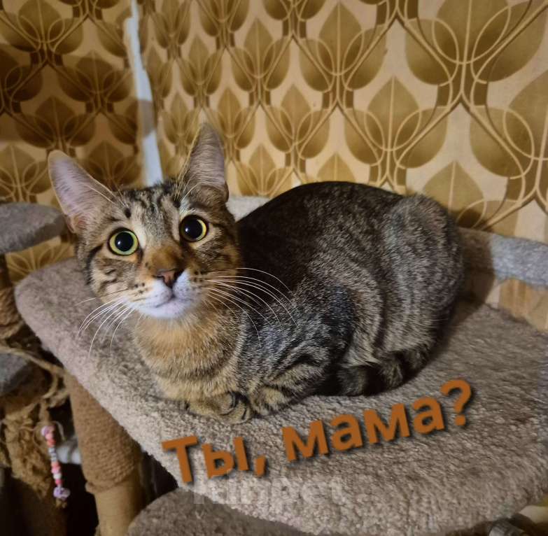 Кошки в Москве: Рафаэль художник ждет маму 7 месяцев Мальчик, Бесплатно - фото 1