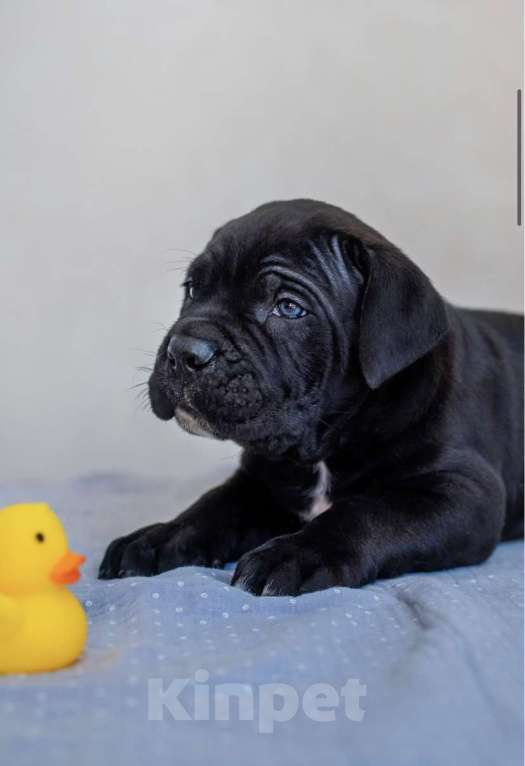 Собаки в Краснодаре: Продам щенков кане корсо  Мальчик, 100 000 руб. - фото 5