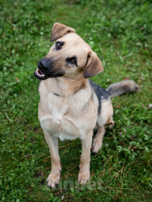 Собаки в Солнечногорске: Восхитительный парень с проникновенным взглядом Мальчик, Бесплатно - фото 2