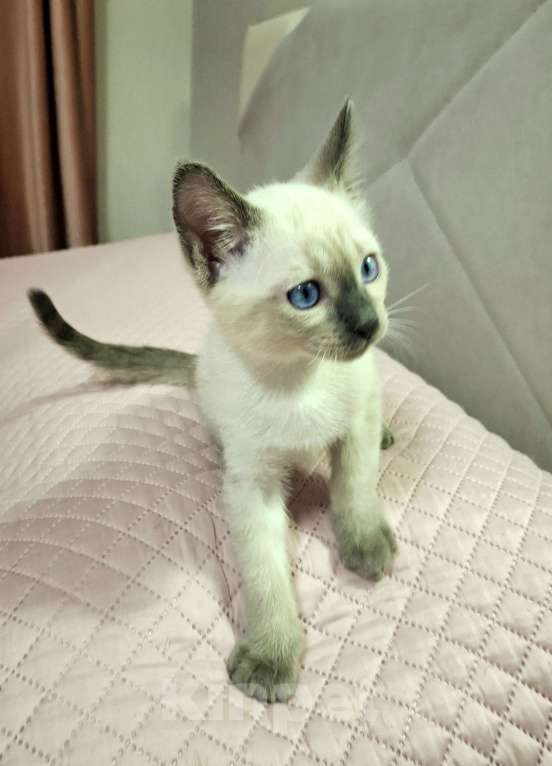 Кошки в Санкт-Петербурге: Тайский котенок Мальчик, 70 000 руб. - фото 7