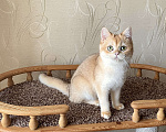 Кошки в Волгограде: Британский золотой котик Мальчик, 9 000 руб. - фото 1