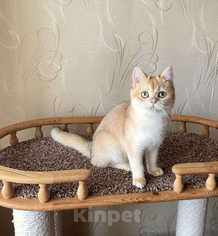 Кошки в Волгограде: Британский золотой котик Мальчик, 9 000 руб. - фото 1