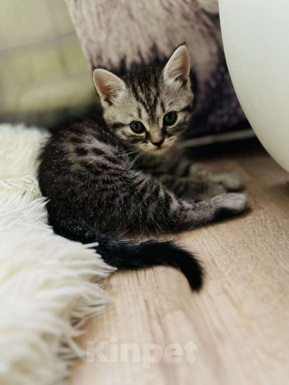 Кошки в Санкт-Петербурге: Шотландский котенок продажа Мальчик, 15 000 руб. - фото 5