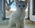Кошки в Краснодаре: Котята в добрые руки Разнополые, Бесплатно - фото 1