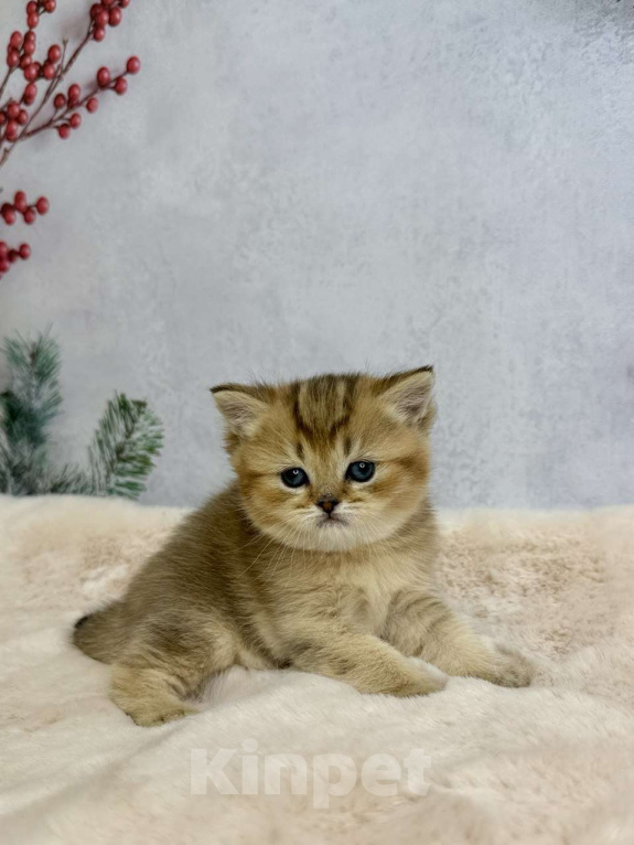 Кошки в Саранске: Прямоухая шотландская девочка золотая шиншилла Девочка, 45 000 руб. - фото 5