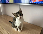 Кошки в других городах Московской области: Ласковый котёнок 3,5 месяца ищет дом (самая добрая девочка) Девочка, Бесплатно - фото 2