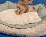 Собаки в Одинцово: Чихуахуа-  Роскошный  Парень Мальчик, 20 000 руб. - фото 2