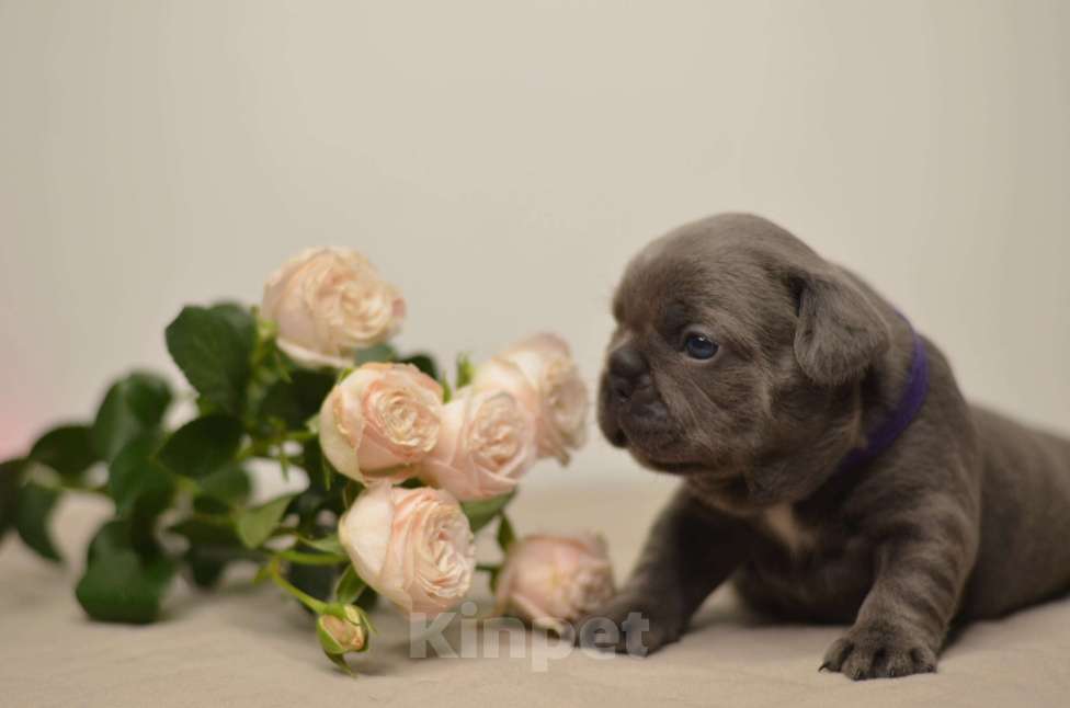 Собаки в Перми: Щенки французского бульдога Разнополые, Бесплатно - фото 1