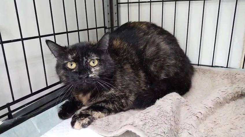 Кошки в Москве: кошка Кася ищет дом Девочка, Бесплатно - фото 2