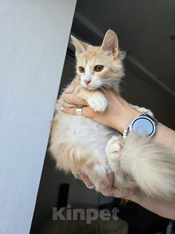 Кошки в Москве: Котенок Урмас ищет дом Мальчик, Бесплатно - фото 7
