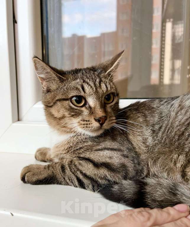 Кошки в Москве: Сладкий добрейший котенок Маффин в добрые руки Мальчик, Бесплатно - фото 1