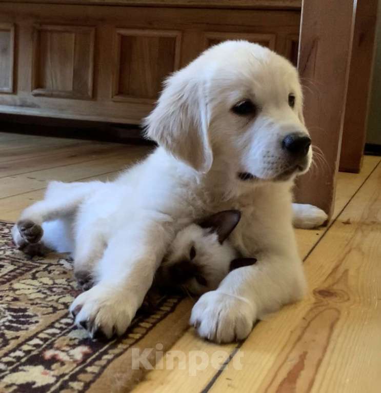 Собаки в Москве: Щенки Золотистого ретривера Мальчик, 70 руб. - фото 2
