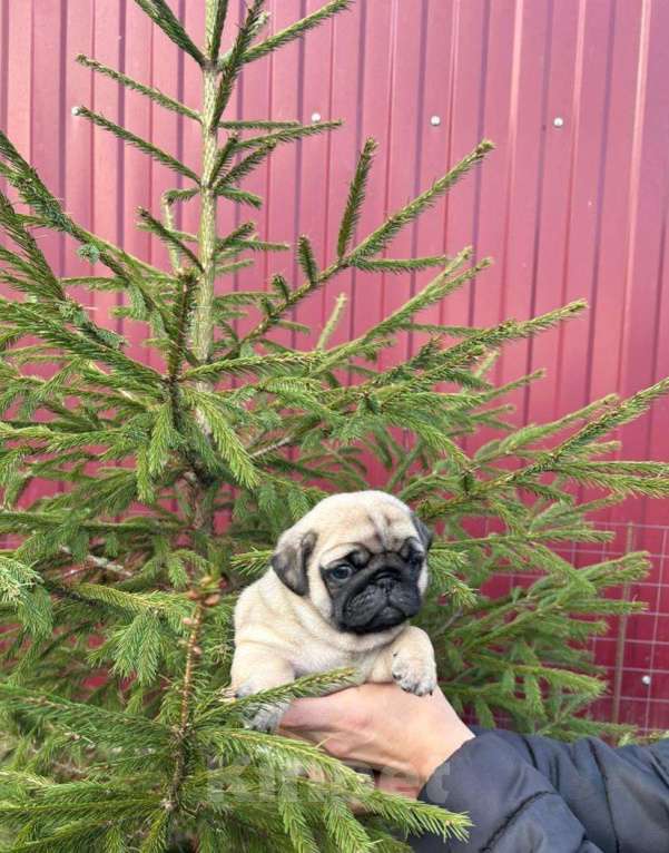 Собаки в Старом Осколе: Мопсы девочки Девочка, 45 000 руб. - фото 4