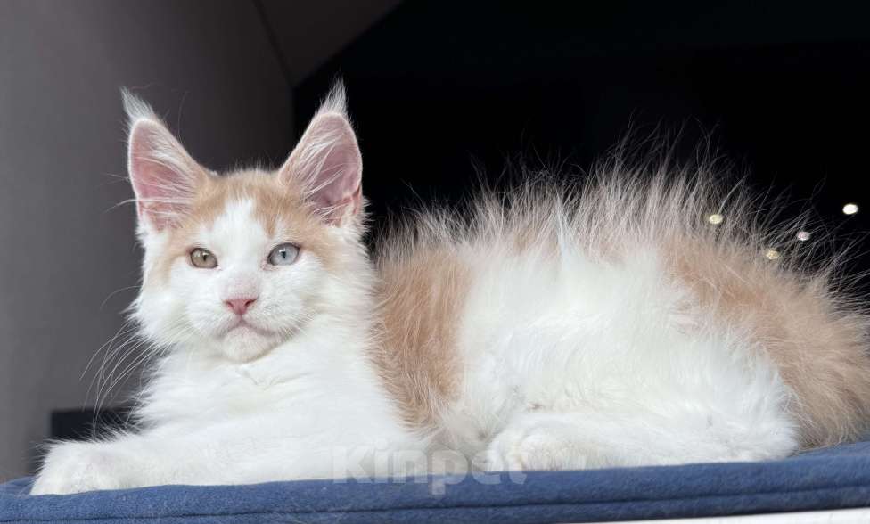 Кошки в Москве: Кот Мейн Кун Veyron Foxy Мальчик, 120 000 руб. - фото 8