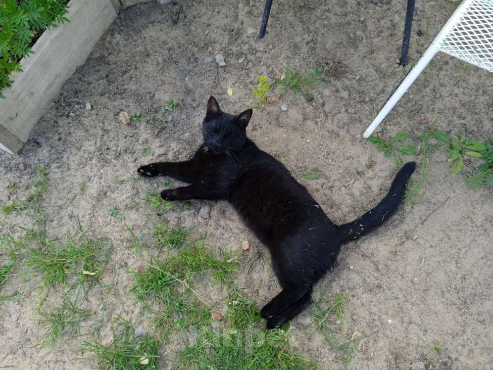 Кошки в Санкт-Петербурге: Молодой ласковый котик Мальчик, Бесплатно - фото 4