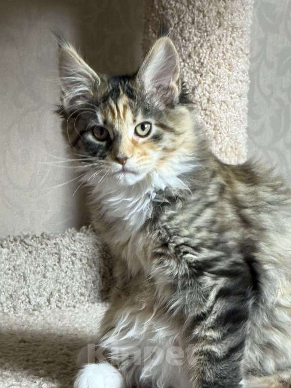 Кошки в Новосибирске: Шикарная черепашка породы Мейкун Девочка, Бесплатно - фото 3