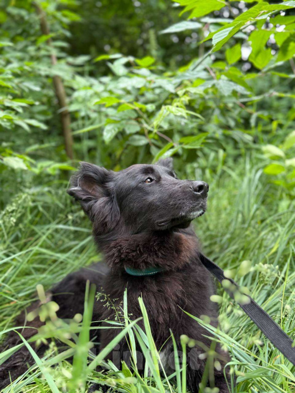 Собаки в Москве: Черные сестрицы, блеск и элегантность  Девочка, Бесплатно - фото 7