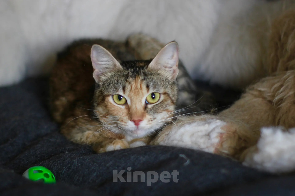 Кошки в Москве: Кошечка в любящие руки Девочка, Бесплатно - фото 2
