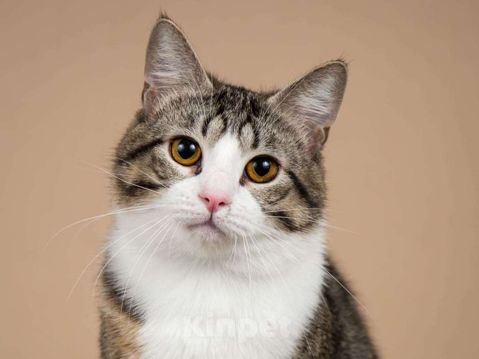 Кошки в Москве: Котик Бенни ищет доброе сердце. Мальчик, Бесплатно - фото 3