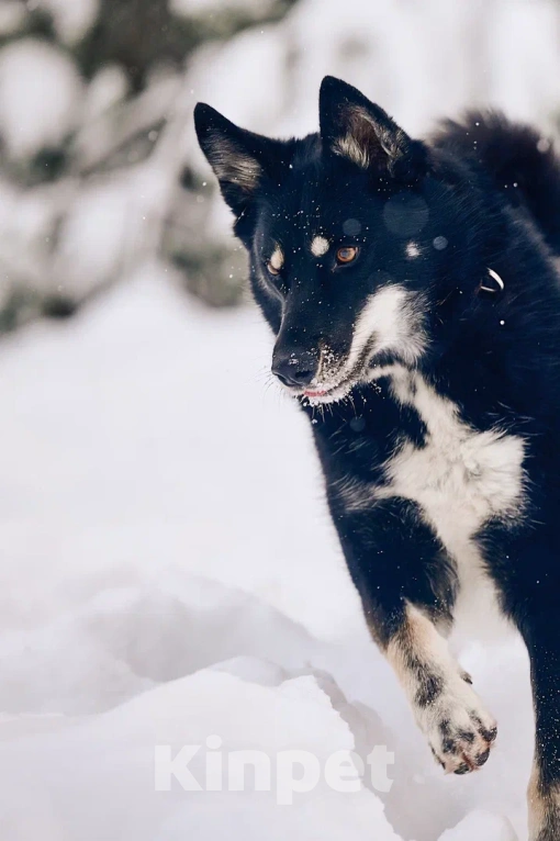 Собаки в других городах Московской области: Джек якутенок Мальчик, Бесплатно - фото 3