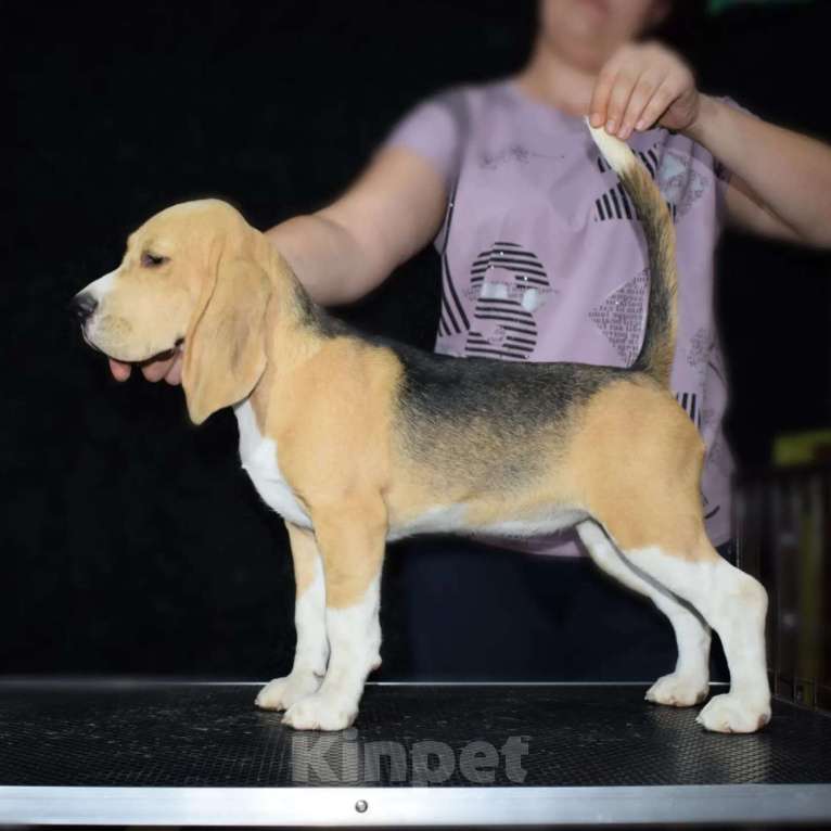 Собаки в Москве: Бигль щенок девочка  Девочка, 30 000 руб. - фото 1
