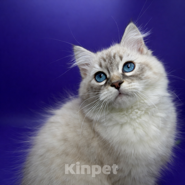 Кошки в Москве: Baron порода Невская маскарадная Мальчик, Бесплатно - фото 6