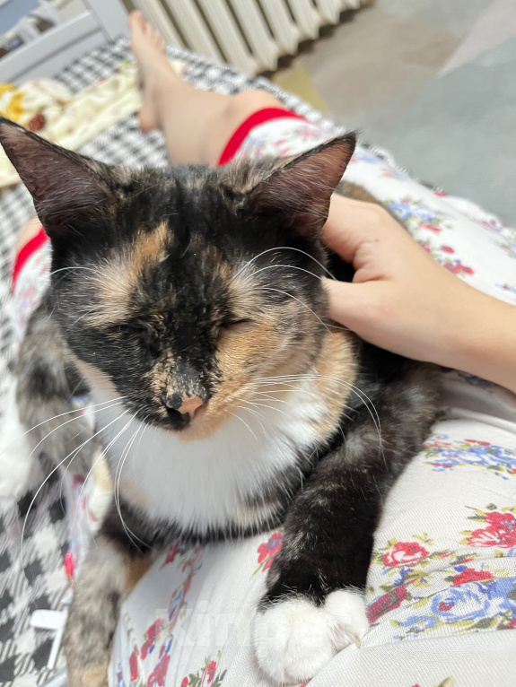 Кошки в Москве: кошечка ищет новый дом Девочка, Бесплатно - фото 5