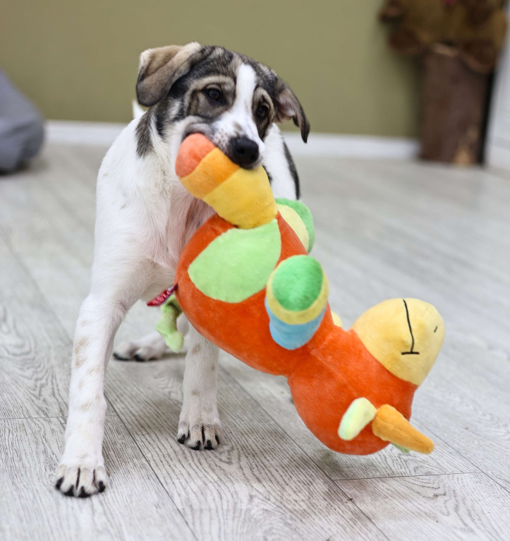 Собаки в Москве: Щенок в добрые руки бесплатно Москва Девочка, Бесплатно - фото 4