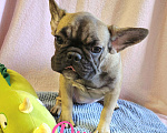 Собаки в Тюмени: Французский Бульдог щенки  Девочка, 40 000 руб. - фото 1