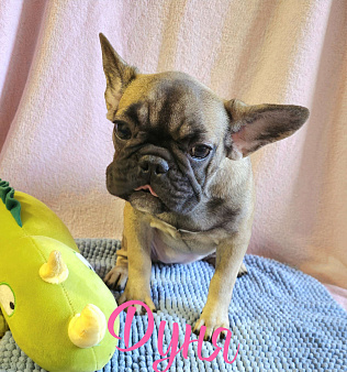 Французский Бульдог щенки 