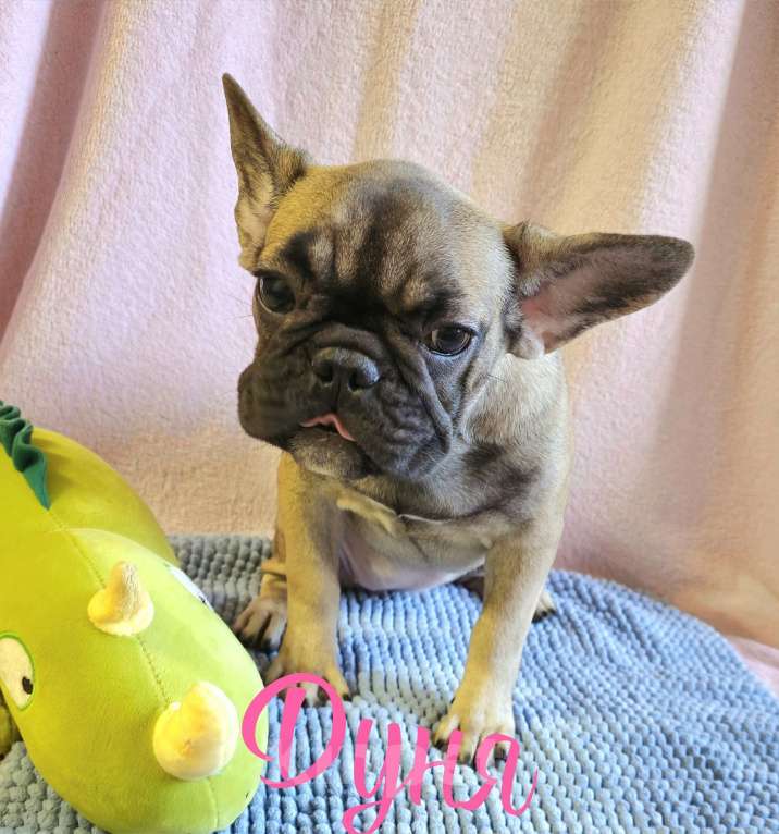 Собаки в Тюмени: Французский Бульдог щенки  Девочка, 40 000 руб. - фото 1