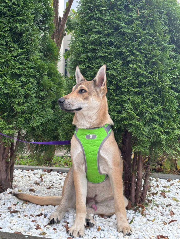 Собаки в Москве: В самые добрые руки. Щенок 7 месяцев Мальчик, Бесплатно - фото 3