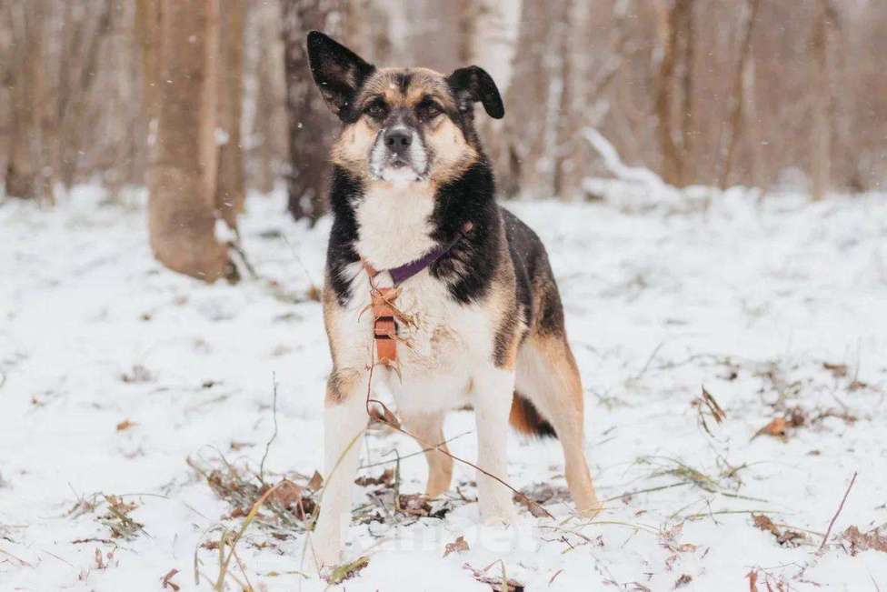 Собаки в Москве: Сью ищет дом Девочка, Бесплатно - фото 1