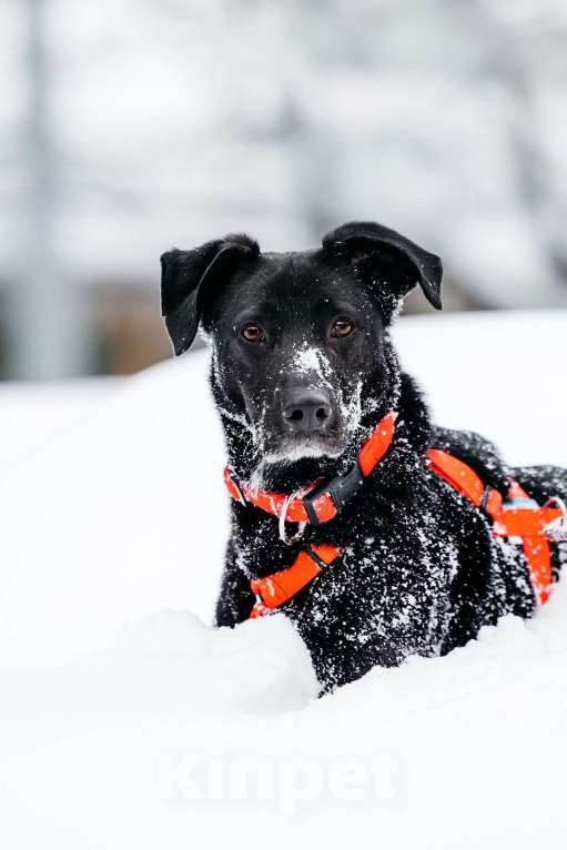 Собаки в Москве: Ваниль в поисках своей семьи! Девочка, Бесплатно - фото 7