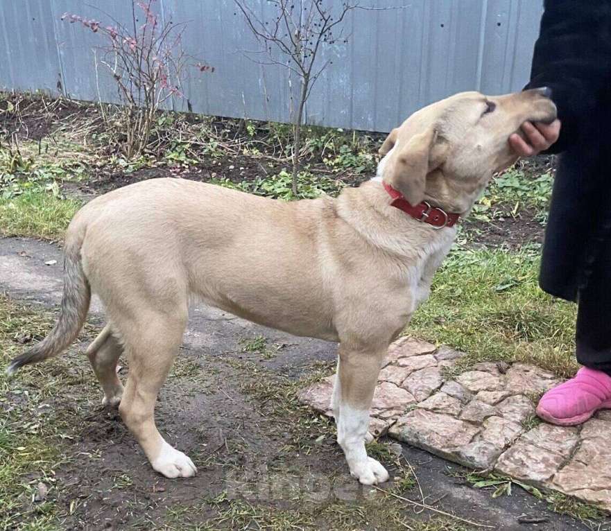 Собаки в Москве: Щенок метис лабрадора Вета Девочка, 1 руб. - фото 2
