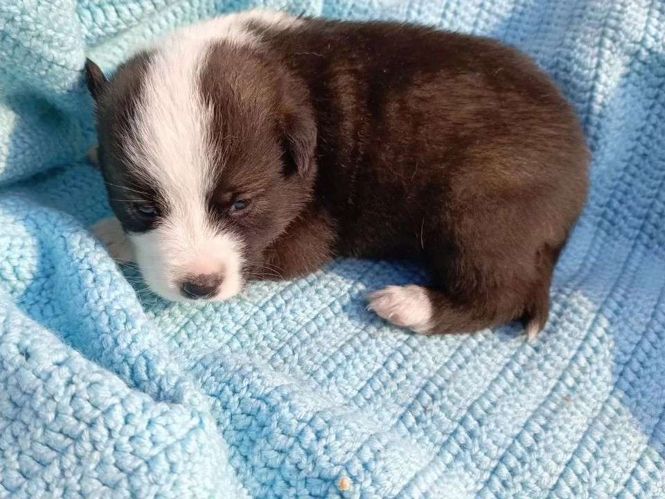 Собаки в других городах Краснодарского края: Красивая девочка, с белыми носочками Девочка, Бесплатно - фото 2