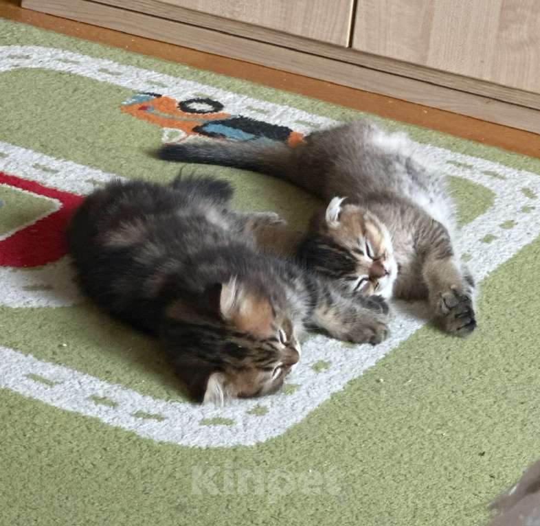 Кошки в Щелково: Шотландский вислоухий котёнок Мальчик, 20 000 руб. - фото 5