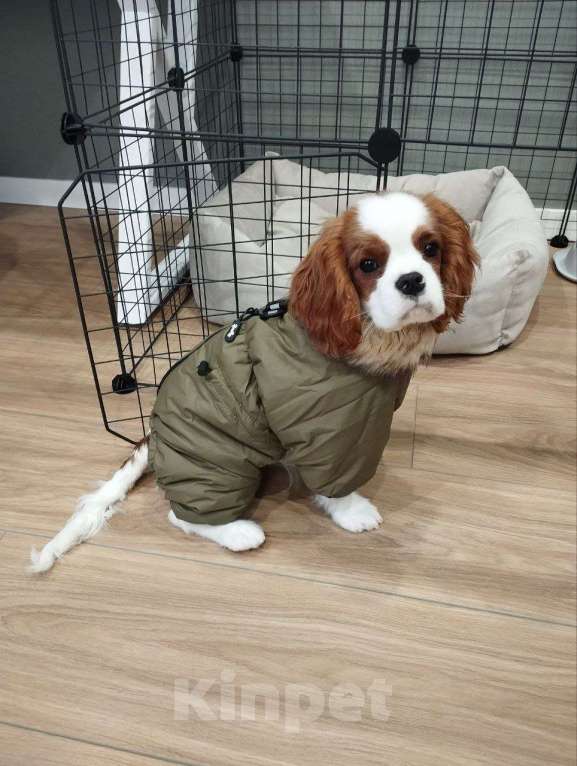 Собаки в Новосибирске: Кавалер кинг-чарльз-спаниель, щенок Мальчик, 70 000 руб. - фото 4