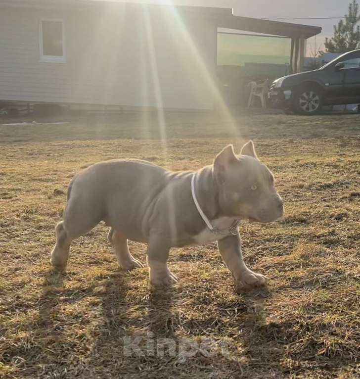 Собаки в Москве: Булли американский Девочка, Бесплатно - фото 3