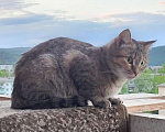 Кошки в Зеленогорске: Кошка Мурка ищет новый дом Девочка, Бесплатно - фото 1