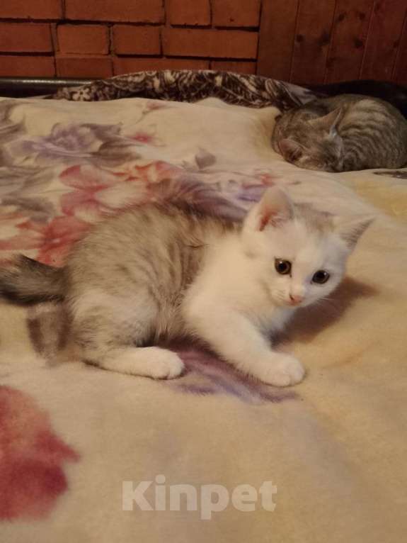 Кошки в других городах Московской области: Продам котенка Девочка, 3 000 руб. - фото 4