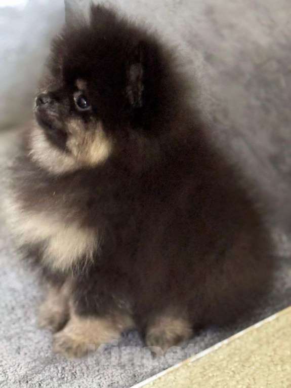 Собаки в Костроме: померанский шпиц девочка Девочка, 45 000 руб. - фото 2