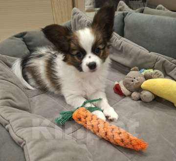 Собаки в Оренбурге: щенки папийона Девочка, 85 000 руб. - фото 1