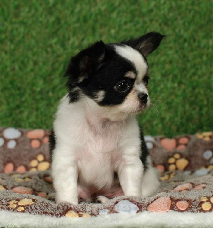 Собаки в Москве: Мальчик чихуахуа Мальчик, 25 000 руб. - фото 3