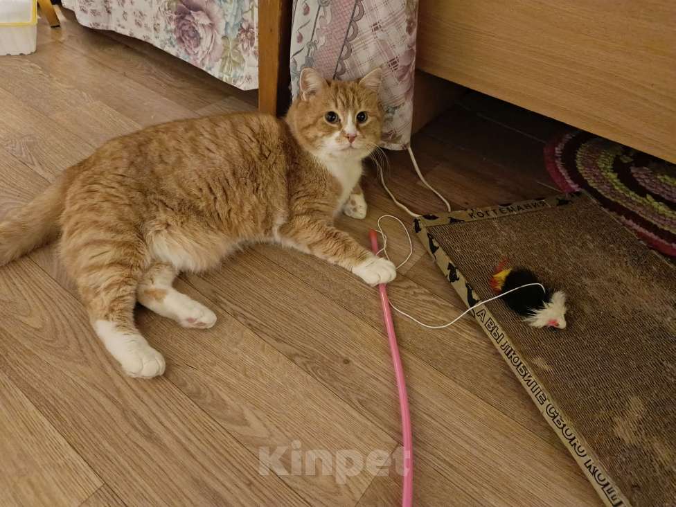 Кошки в Москве: Солнечный котик в добрые руки Мальчик, Бесплатно - фото 2