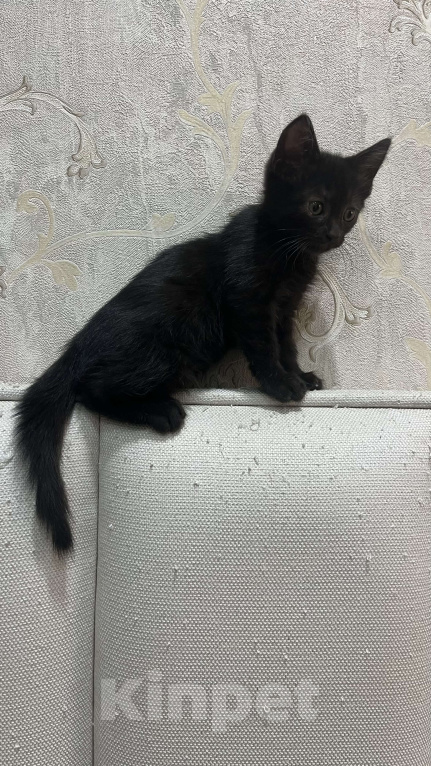 Кошки в Сочи: Черный котёнок в добрые руки Мальчик, Бесплатно - фото 3