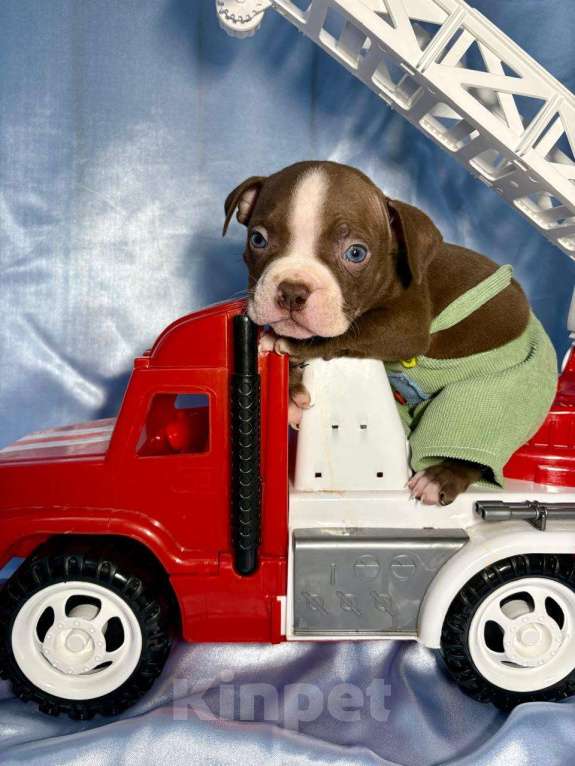 Собаки в Москве: Американский булли  Мальчик, 100 000 руб. - фото 1