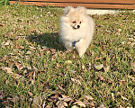 Собаки в Костроме: Померанский шпиц девочка Девочка, 30 000 руб. - фото 1