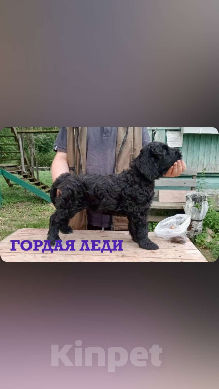 Собаки в Санкт-Петербурге: Продаю Девочка, 50 000 руб. - фото 1